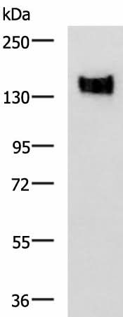 Western blot analysis of A549 cell lysate using CEACAM1 Polyclonal Antibody at dilution of 1:500