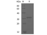 SDS-PAGE analysis of Rat GSTp1 proteins, 2 μg/lane of Recombinant Rat GSTp1 proteins was resolved with SDS-PAGE under reducing conditions, showing bands at 31 kDa.