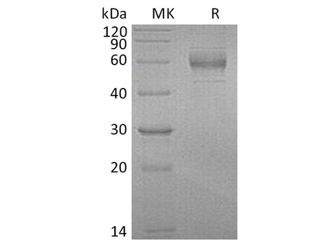 > 95 % as determined by reducing SDS-PAGE.