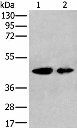 Western blot analysis of A549 and HEPG2 cell lysates using VASP Polyclonal Antibody at dilution of 1:400