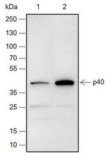 Anti-Human p40 Antibody [A677]