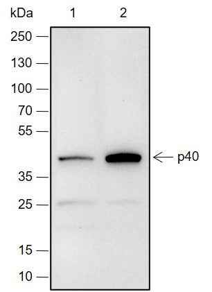 Anti-Human p40 Antibody [A677]