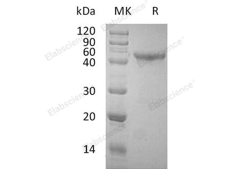 Recombinant Human OX40/TNFRSF4 Protein (Fc Tag) - ABMIUM