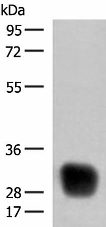 Western blot analysis of Raji cell lysate using HLA-DRB4 Polyclonal Antibody at dilution of 1:350