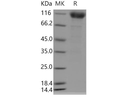 > 88 % as determined by reducing SDS-PAGE.