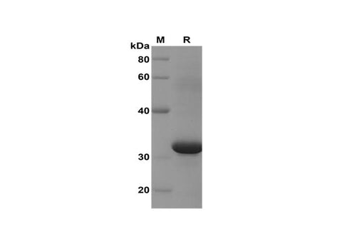 SDS-PAGE analysis of Mouse CCL9/10/MIP-1γ proteins, 2 μg/lane of Recombinant Mouse CCL9/10/MIP-1γ proteins was resolved with SDS-PAGE under reducing conditions, showing bands at 32 kDa.