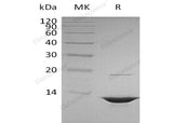 > 95 % as determined by reducing SDS-PAGE.