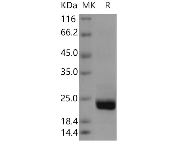 > 94 % as determined by reducing SDS-PAGE.