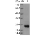 > 94 % as determined by reducing SDS-PAGE.