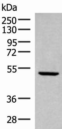 Anti-Human/Mouse/Rat PSMD12 Antibody