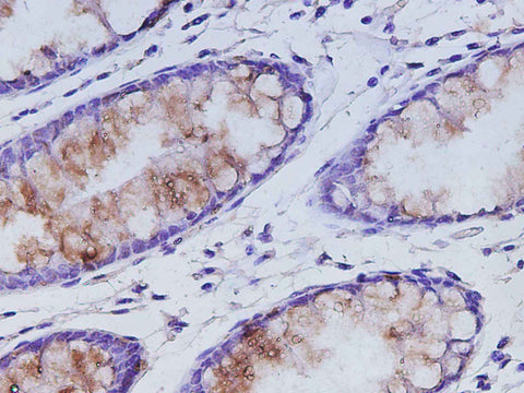 Anti-Human MUC2 Antibody