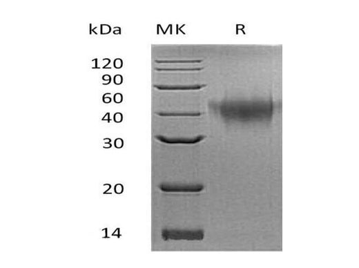 > 95 % as determined by reducing SDS-PAGE.