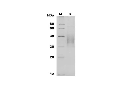 SDS-PAGE analysis of Rat CD48/SLAMF2 proteins, 2 μg/lane of Recombinant Rat CD48/SLAMF2 proteins was resolved with SDS-PAGE under reducing conditions, showing bands at 35-40 kDa.