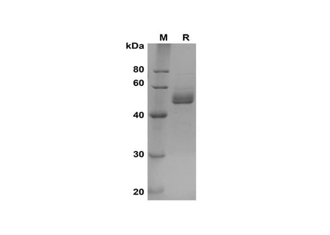 SDS-PAGE analysis of Mouse SCF proteins, 2 μg/lane of Recombinant Mouse SCF proteins was resolved with SDS-PAGE under reducing conditions, showing bands at 45-60 kDa.