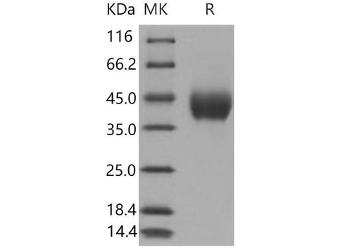 > 98 % as determined by reducing SDS-PAGE.