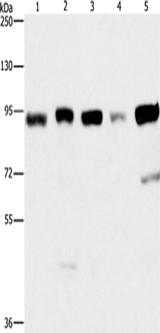 Anti-Human/Mouse IMMT Antibody - ABMIUM
