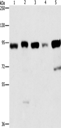 Anti-Human/Mouse IMMT Antibody - ABMIUM