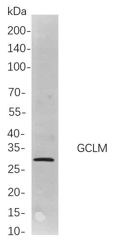 Anti-Human/Mouse/Rat GCLM Antibody [B773] - ABMIUM