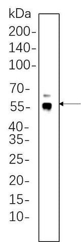 Anti-Human/Mouse/Rat ERG Antibody [B663]