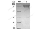 > 95 % as determined by reducing SDS-PAGE.