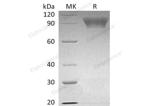 > 95 % as determined by reducing SDS-PAGE.