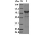 > 95 % as determined by reducing SDS-PAGE.