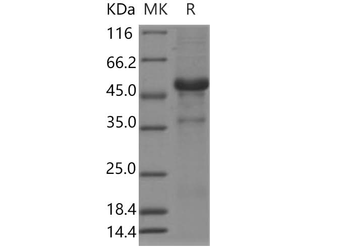 > 95 % as determined by reducing SDS-PAGE.