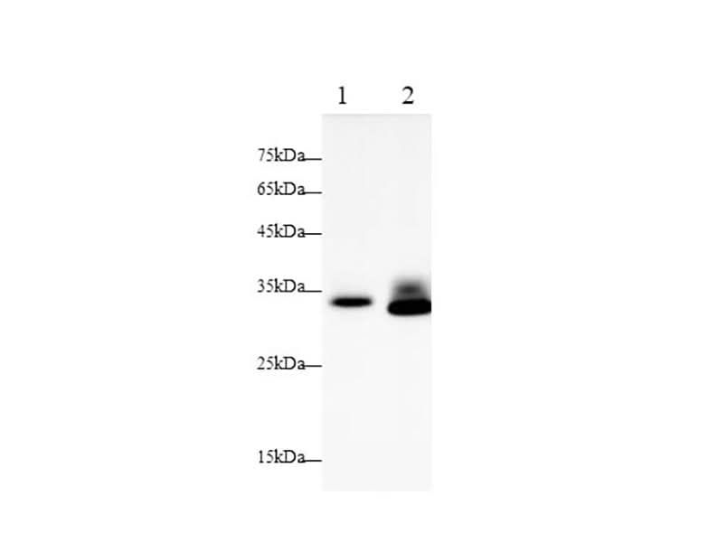 Anti-Mouse/Rat Betacellulin/BTC Antibody - ABMIUM