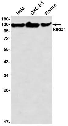 Western blot detection of Rad21 in Hela,CHO-K1,Ramos using Rad21 Rabbit mAb(1:1000 diluted)