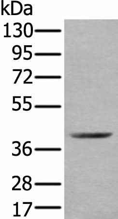 Anti-Human/Mouse WDFY2 Antibody
