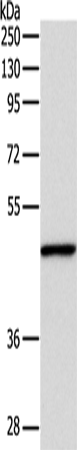 Anti-Human/Mouse/Rat INHBA Antibody - ABMIUM