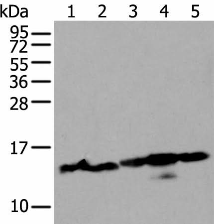 Western blot analysis of 293T and Hela cell lysates using HIST1H3A Polyclonal Antibody at dilution of 1:300