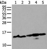 Western blot analysis of 293T and Hela cell lysates using HIST1H3A Polyclonal Antibody at dilution of 1:300