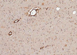 Anti-Human NLGN1 Antibody [B154]
