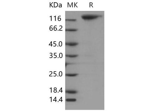 > 90 % as determined by reducing SDS-PAGE.