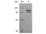 > 90 % as determined by reducing SDS-PAGE.