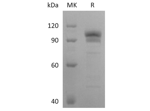 > 90 % as determined by reducing SDS-PAGE.