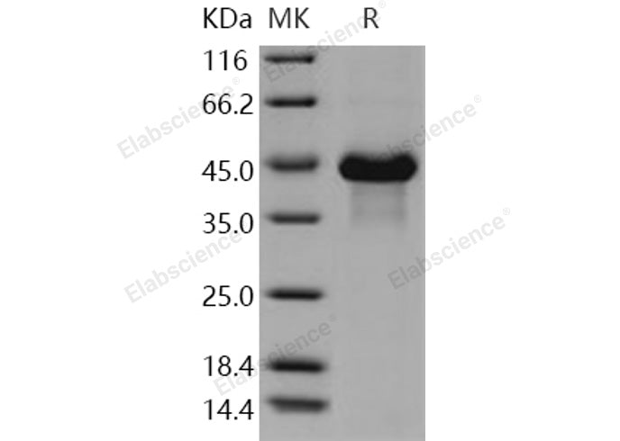 Recombinant Human VWC2/Brorin Protein (His Tag) - ABMIUM