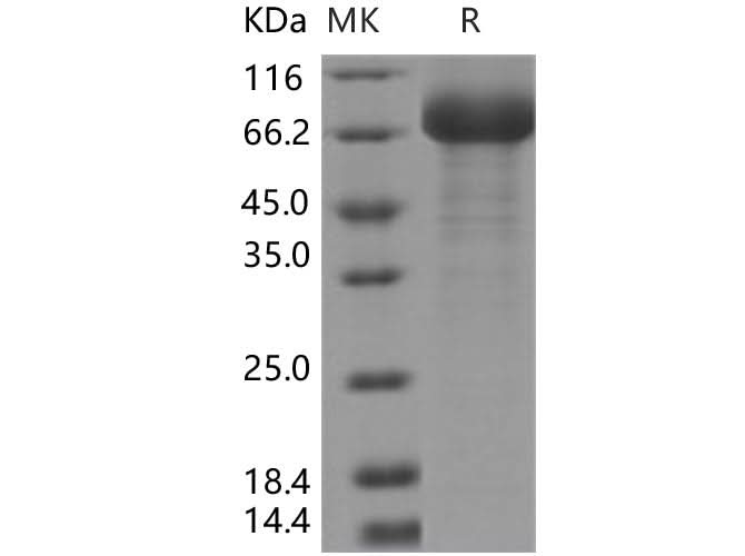> 90 % as determined by reducing SDS-PAGE.