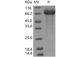 > 90 % as determined by reducing SDS-PAGE.