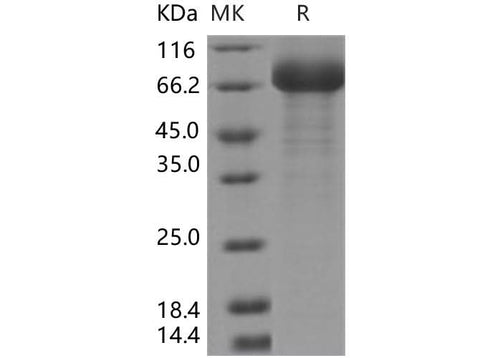 > 90 % as determined by reducing SDS-PAGE.