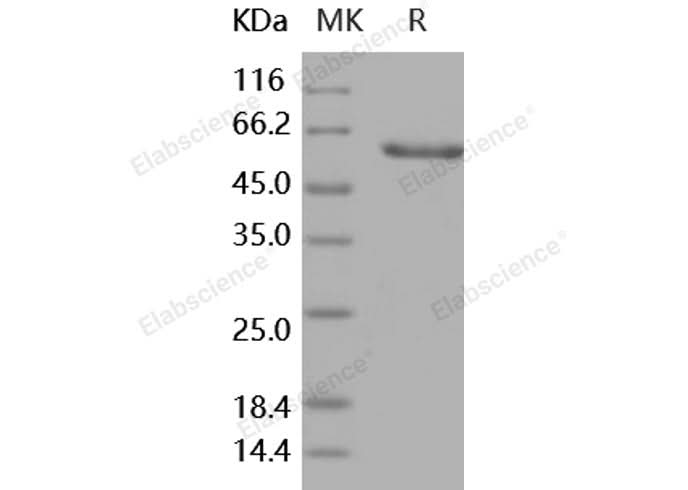 > 90 % as determined by reducing SDS-PAGE.