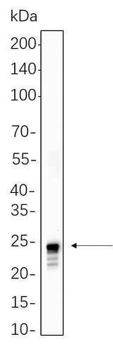 Anti-Human/Mouse/Rat Histone H2A Antibody [B1089]