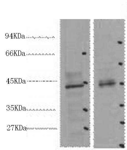 Anti-Human/Mouse/Rat CDX2 Antibody [1A5]