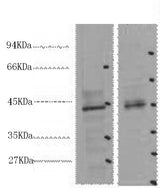 Western Blot analysis of 1) 293T, 2) Mouse heart using CDX2 Monoclonal Antibody at dilution of 1:2000.