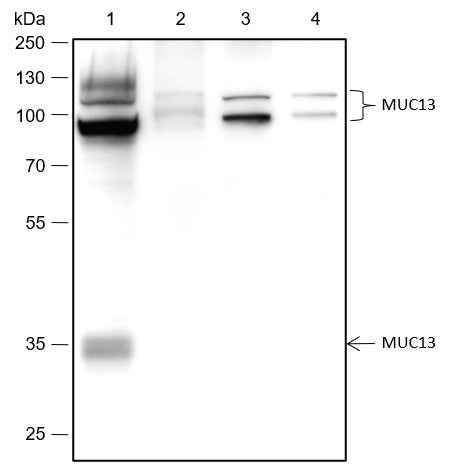 Anti-Human/Rat/Mouse MUC13 Antibody [A477]