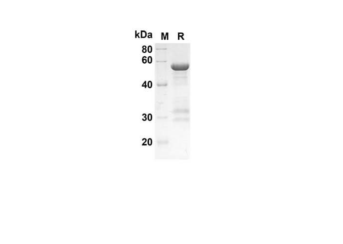 SDS-PAGE analysis of Human HSPA1A HSP72 proteins, 2 μg/lane of Recombinant Human HSPA1A HSP72 proteins was resolved with an SDS-PAGE under reducing conditions, showing bands at 58.5 kDa.