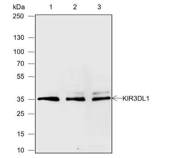 Anti-Human/Rat/Mouse KIR3DL1 Antibody [A606] - ABMIUM