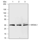 Anti-Human/Rat/Mouse KIR3DL1 Antibody [A606]