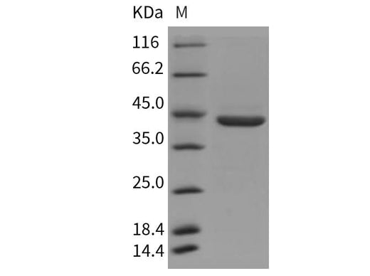 > 95 % as determined by reducing SDS-PAGE.